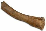 Fossil Hadrosaur (Edmontosaurus) Chevron Bone - Wyoming #377621-2